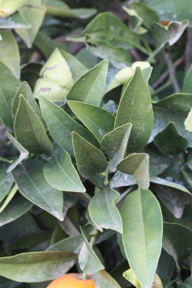              Sun leaves (Riverside, CA)       